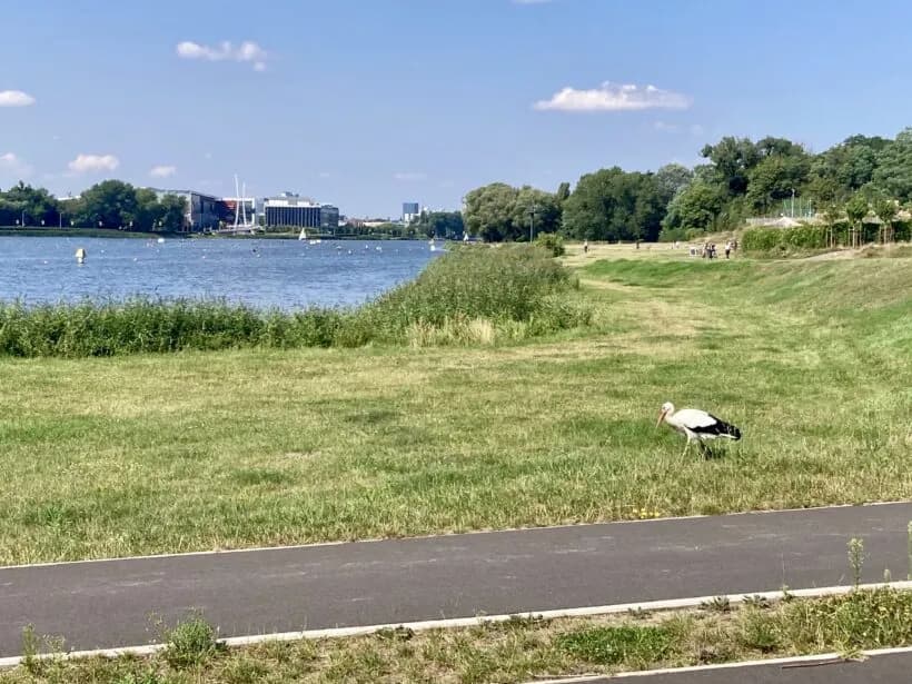Najciekawsze atrakcje jeziora Maltańskiego w Poznaniu, które musisz zobaczyć